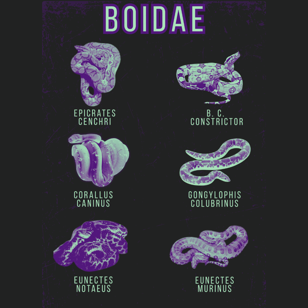 The Boa Family | Graphic Tee