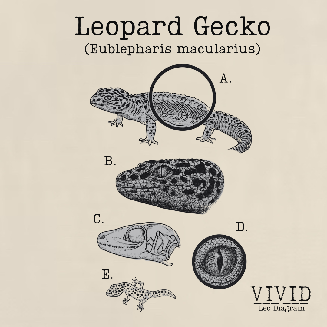 Leopard Gecko | Anatomical Diagram Tee