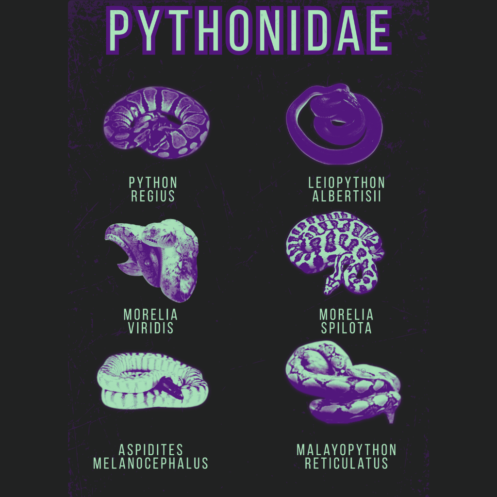 The Python Family | Graphic Tee