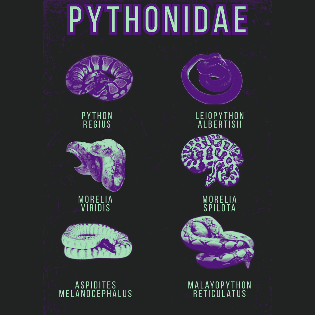 The Python Family | Graphic Tee