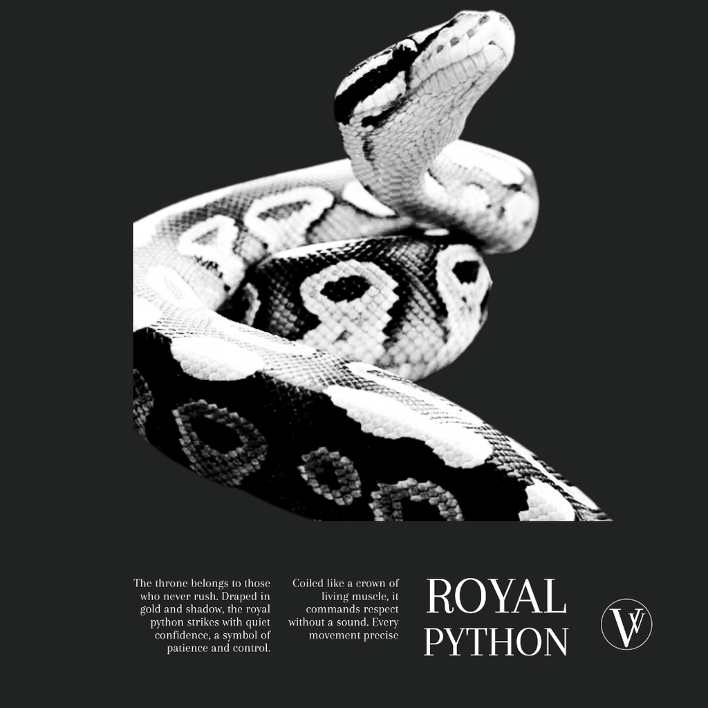 Ball/ Royal Python | Noir T-Shirt