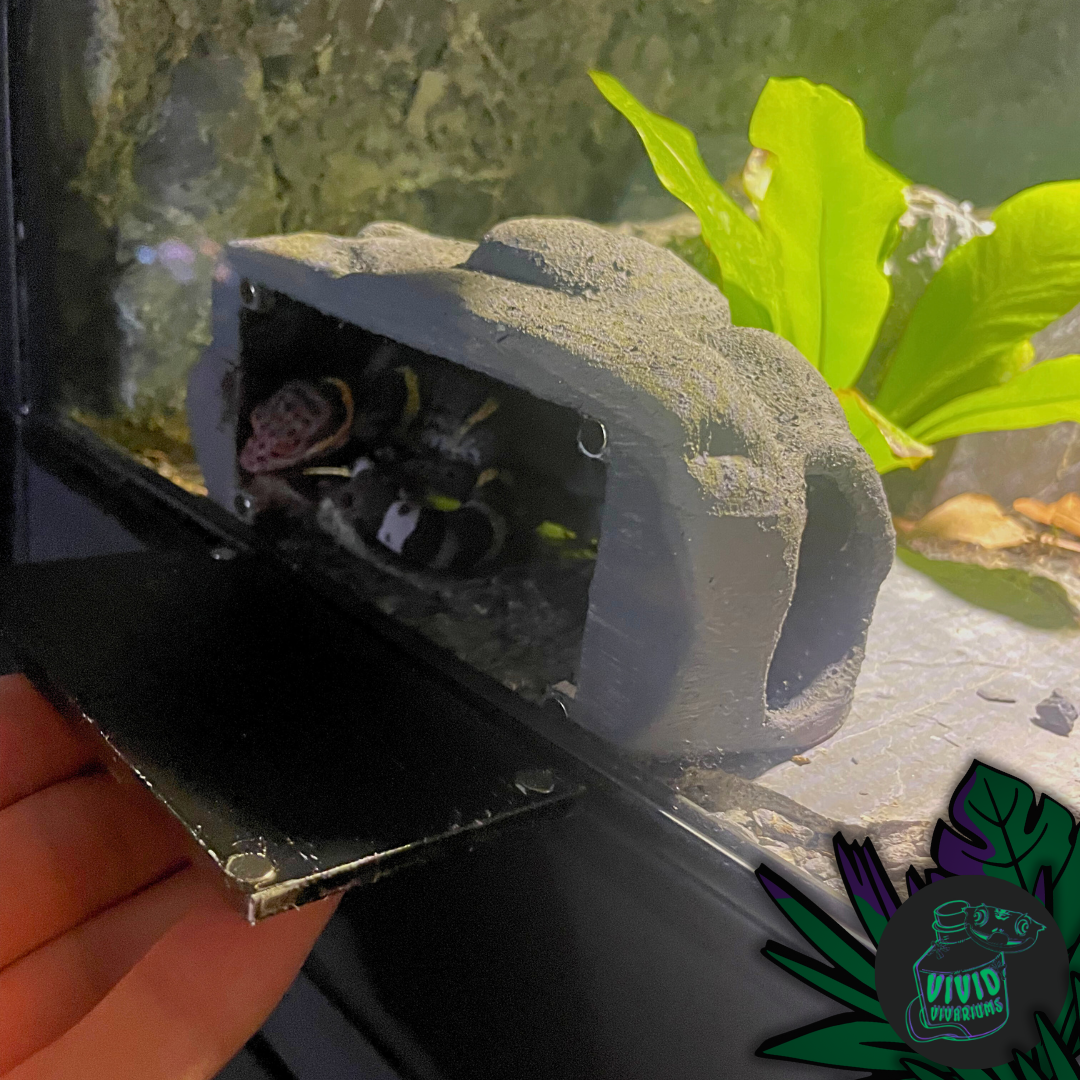Reptile Viewing Hide With Magnetic Port